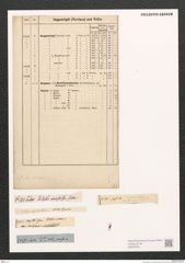 Nitzschiaeae indet. Zeichnungen Sammlung Grunow (NHMW-BOT-W0372531)